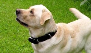 How To Train A Dog With A Shock Collar.