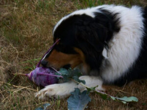 Can Dogs Eat Turnips?