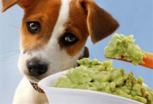 Can Dogs Eat Wasabi 