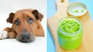 Can Dogs Eat Wasabi 