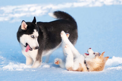 Siberian Husky temperament