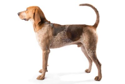 American English coonhound weight