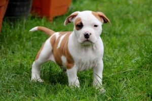 American Staffordshire terrier temperament