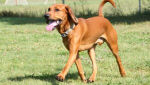 American English coonhound weight