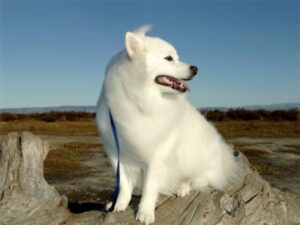 American Eskimo dog temperament