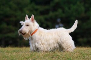 Scottish Terrier temperament