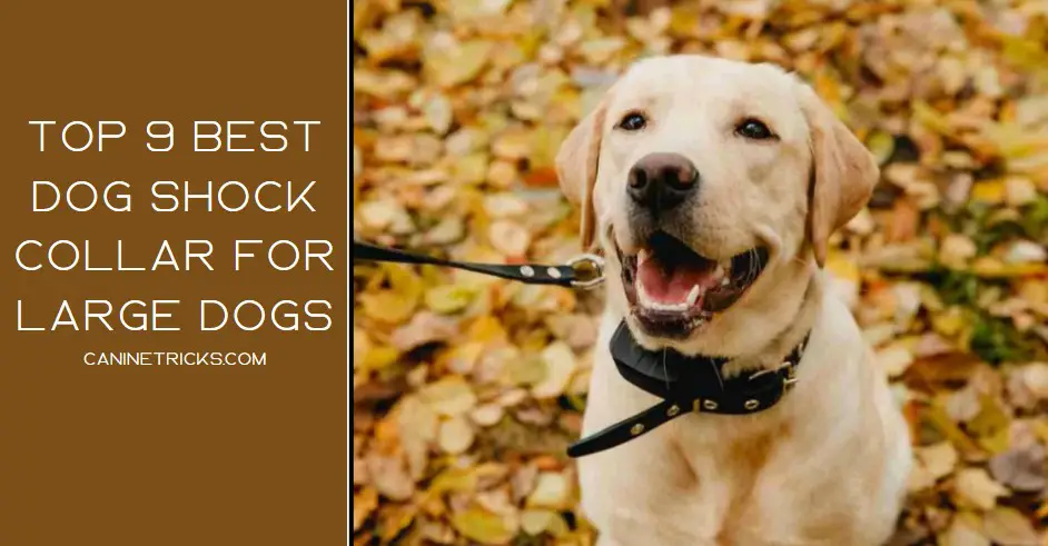 best dog shock collar for large dogs