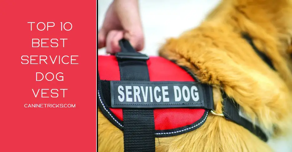 best service dog vest